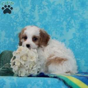 Kaleb, Cavapoo Puppy